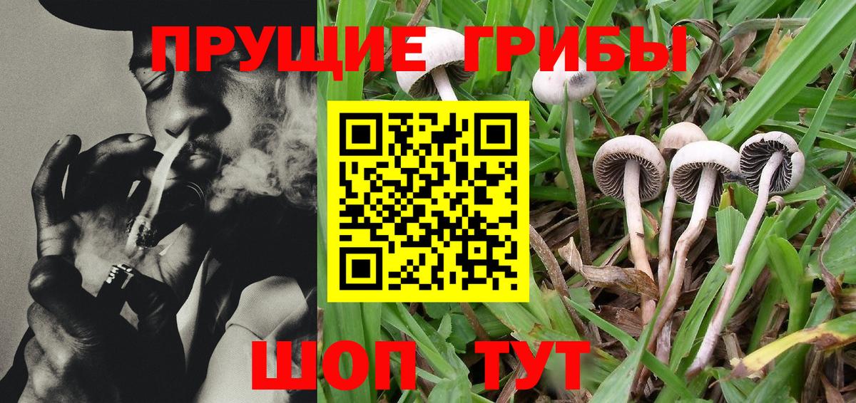 Братск  Псилоцибиновые грибы Magic Shrooms  Вход с VPN 